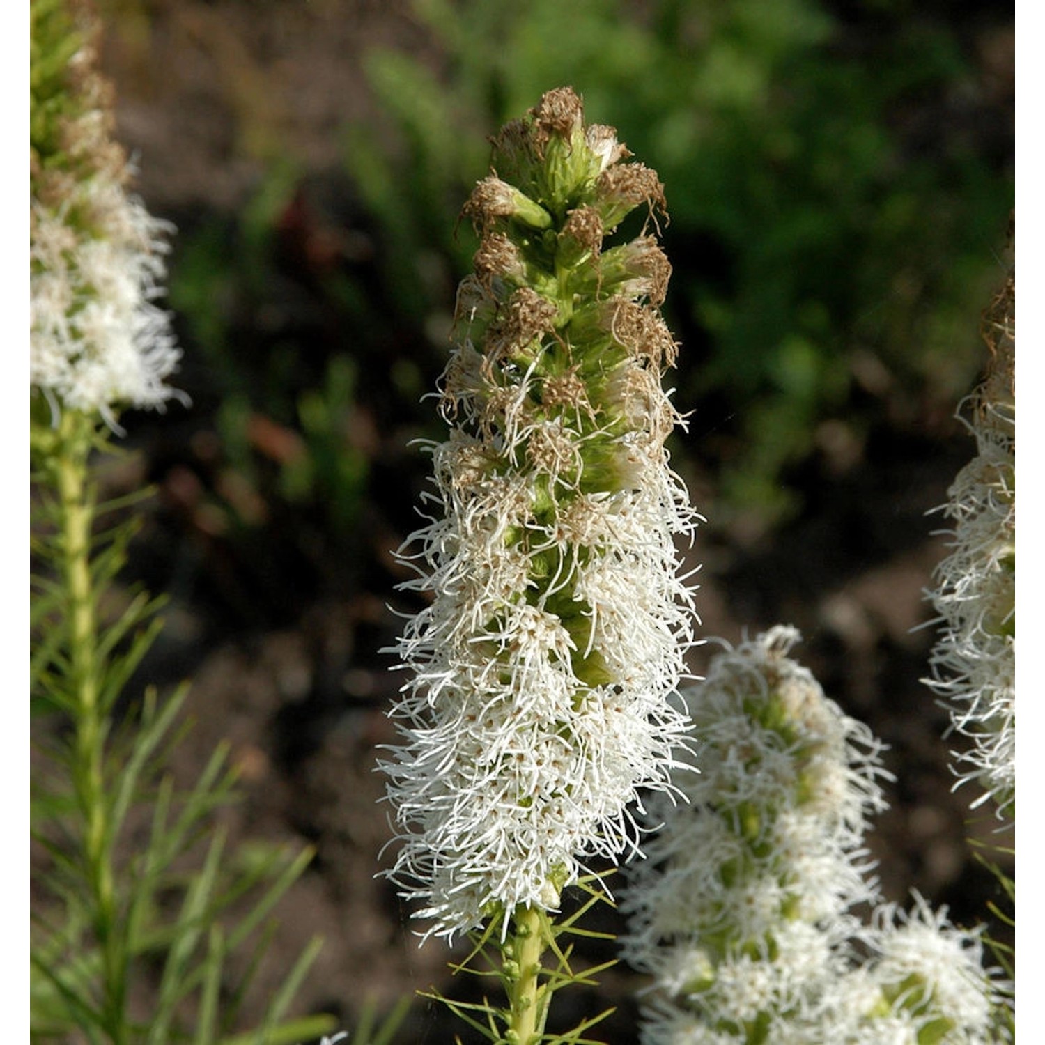 Prachtscharte Floristan Weiß - großer Topf - Liatris spicata günstig online kaufen