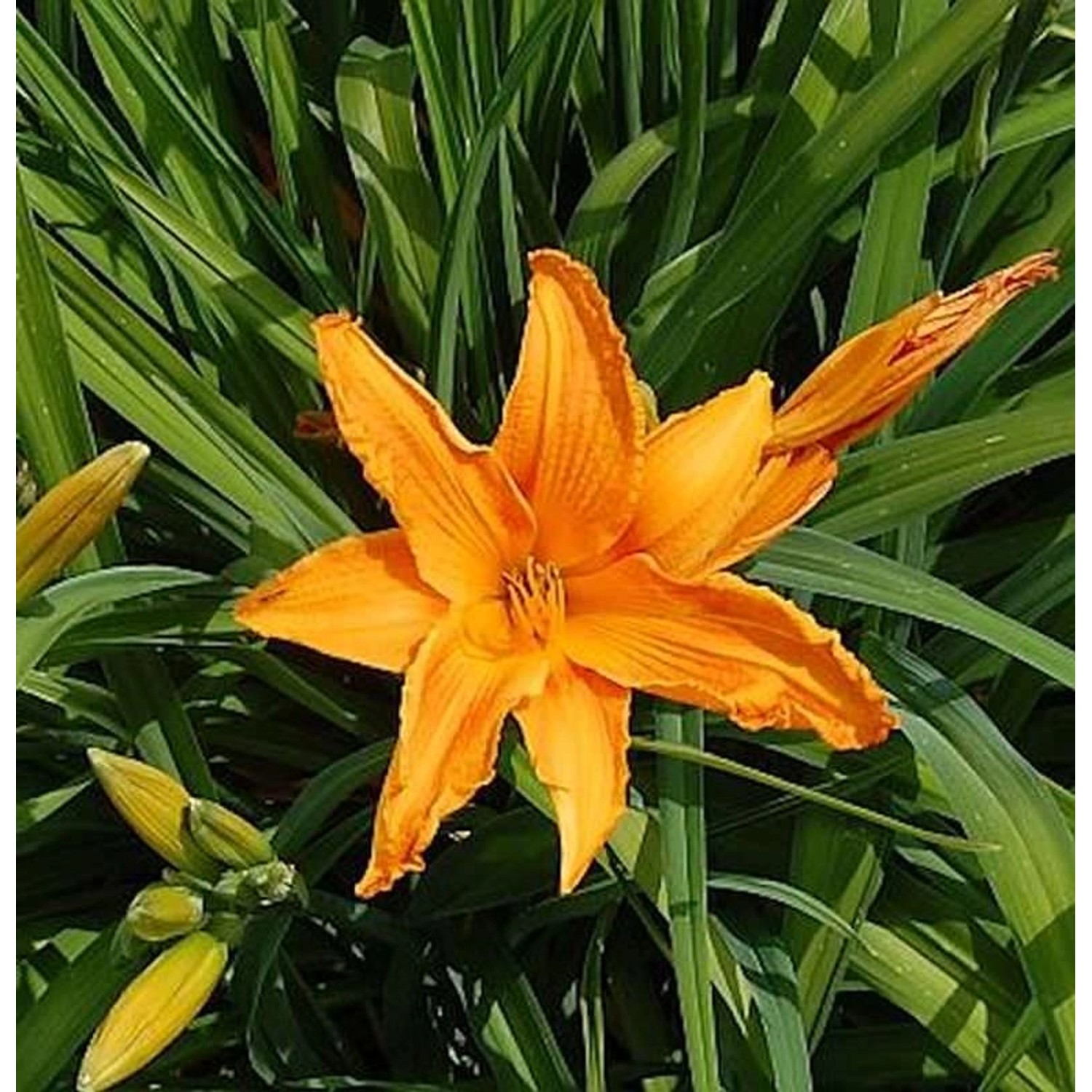 Taglilie Burning Daylight - Hemerocallis cultorum günstig online kaufen