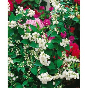 Deutzia Scabra 'Pride of Rochester' mit weißen Blüten und grünen Blättern.