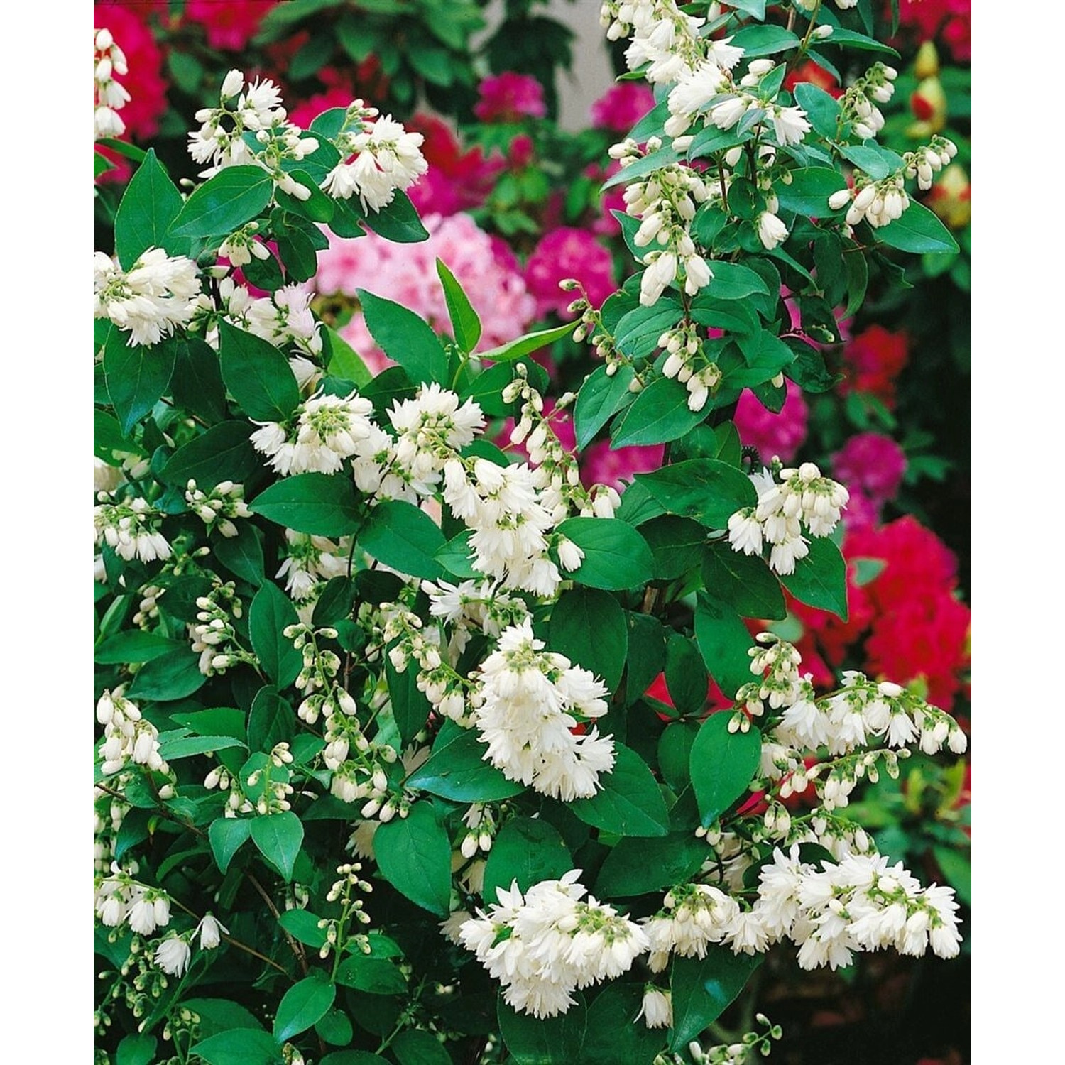 Deutzia Scabra Maiblumenstrauch Pride Of Rochester 3 L 40 60 günstig online kaufen