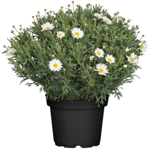 Strauchmargerite Weiß im Topf (Ø 18cm). Argyranthemum mit weißen Blüten und gelber Mitte.