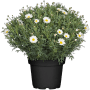 Strauchmargerite Weiß im Topf (Ø 18cm). Argyranthemum mit weißen Blüten und gelber Mitte.