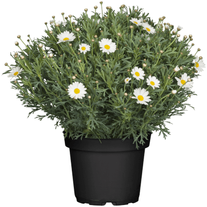 Strauchmargerite Weiß Topf-Ø ca. 18 cm Argyranthemum