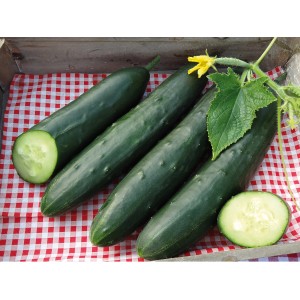 Frische Jurassic Gurken (Cucumis sativus) im Topf, knackig und aromatisch.