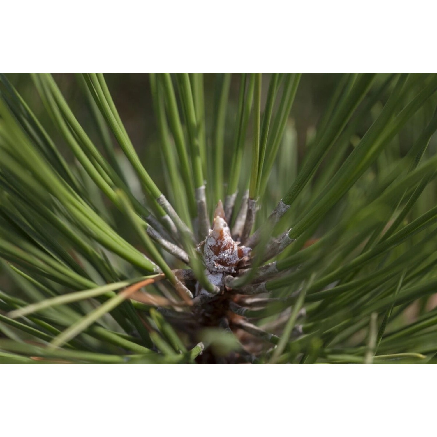 Pinus Nigra Hornibrookiana Schwarz-Kiefer 40–50 cm günstig online kaufen