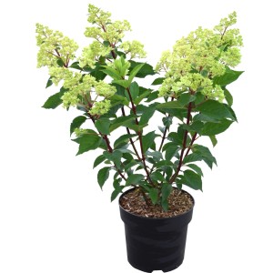 Rispenhortensie Vanille Fraise im Topf, ca. 50-60 cm hoch, mit cremeweißen Blüten.