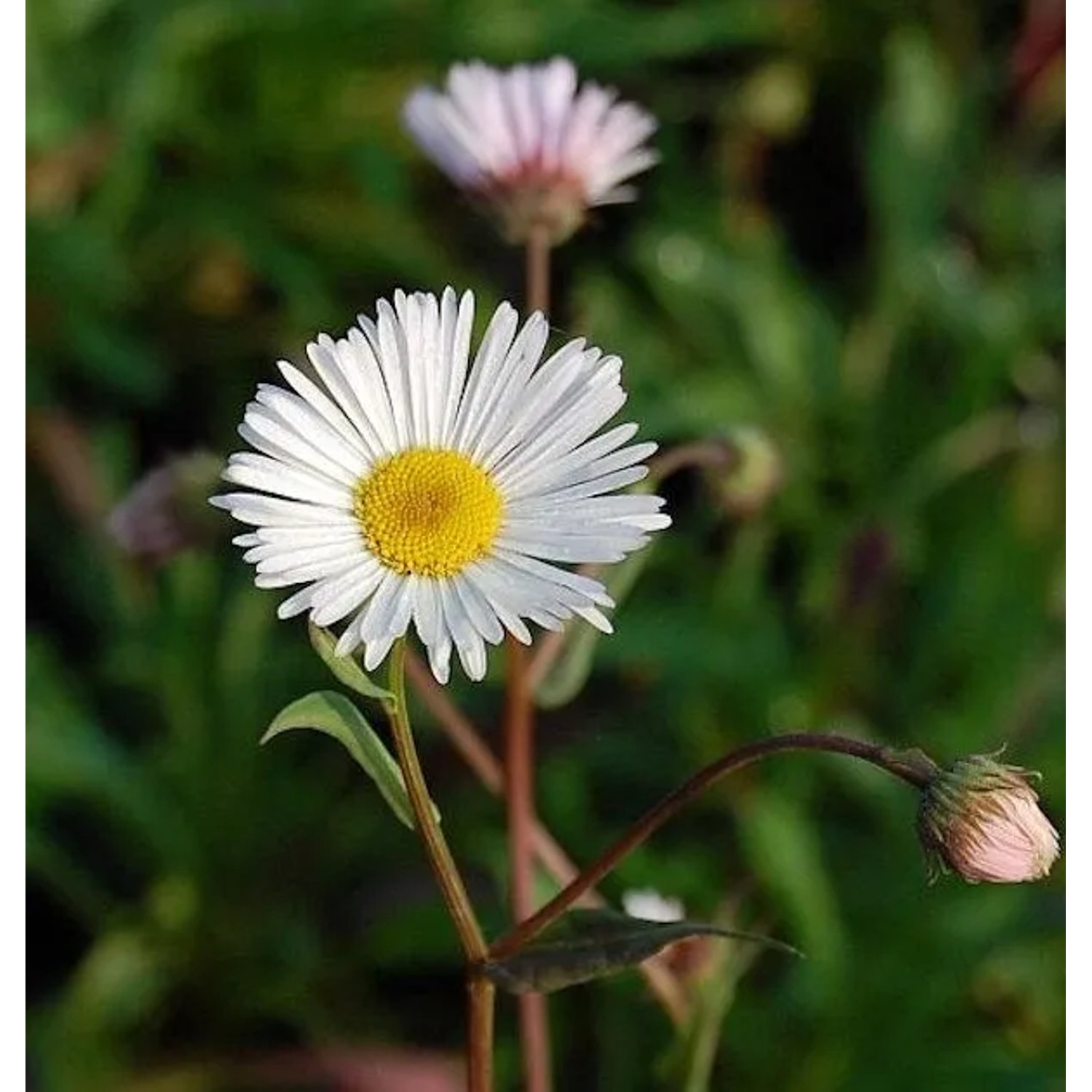 Feinstrahlaster Sommerneuschnee - Erigeron Hybrid