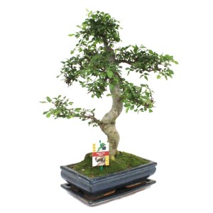 Chinesische Ulme als Exotenherz Bonsai, ca. 45-50cm hoch im Topf.