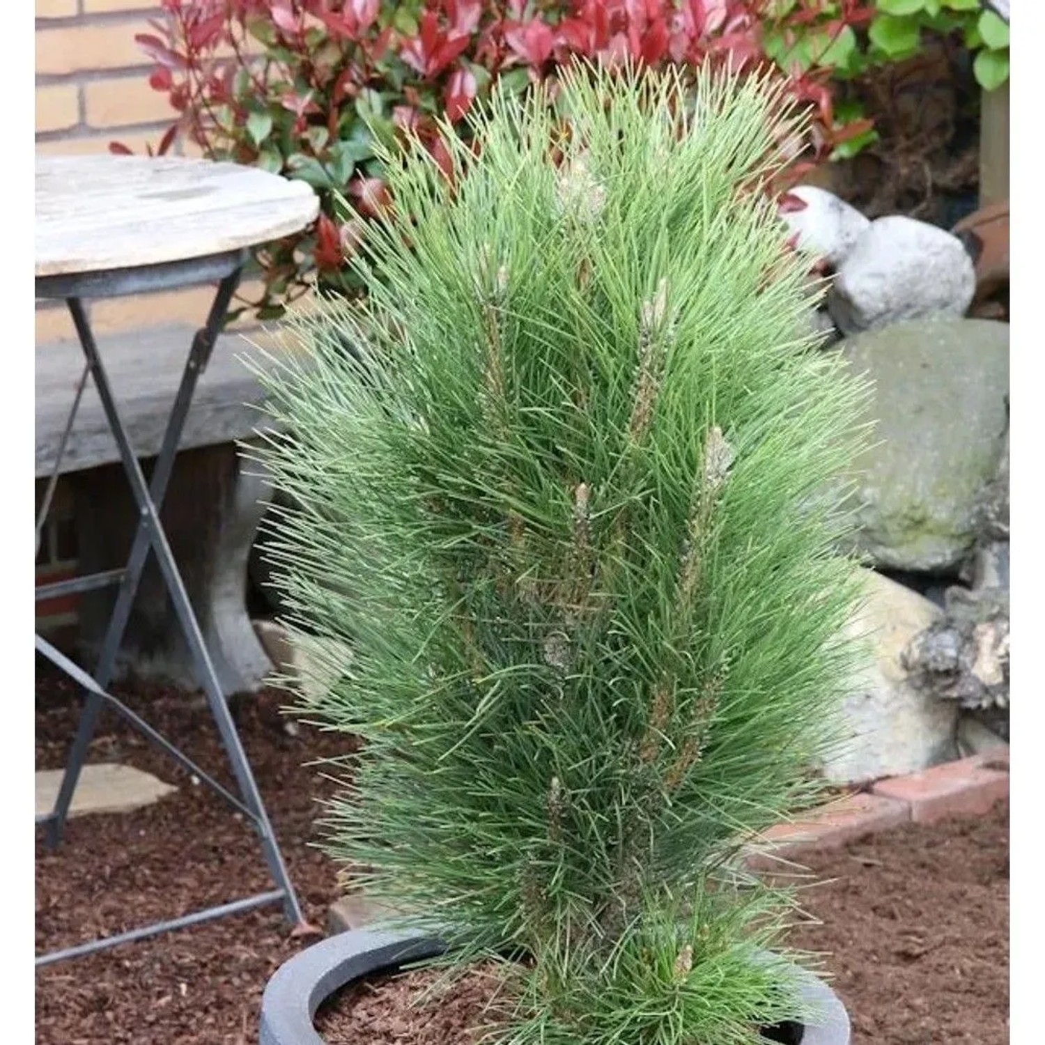Schwarzkiefer Green Tower 60-80cm - Pinus nigra