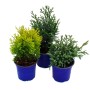 Exotenherz Zwergkoniferen-Set: 3 Nadelgehölze im Topf für Beet und Balkon.