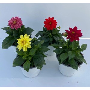 Verschiedenfarbige Grow by OBI Dahlien im Topf (Ø 14cm) als Beet- und Balkonpflanzen.