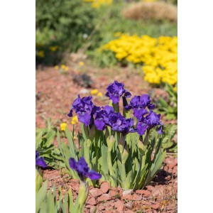 Violette Schwertlilie 'Hamburger Nacht' im Topf, ca. 9x9 cm. Elegante Gartenblume.