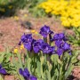 Violette Schwertlilie 'Hamburger Nacht' im Topf, ca. 9x9 cm. Elegante Gartenblume.