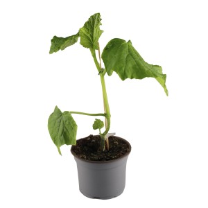 Junge Gurkenpflanze 'Pottburri' im Topf (ca. 13 cm Ø) mit grünen Blättern.