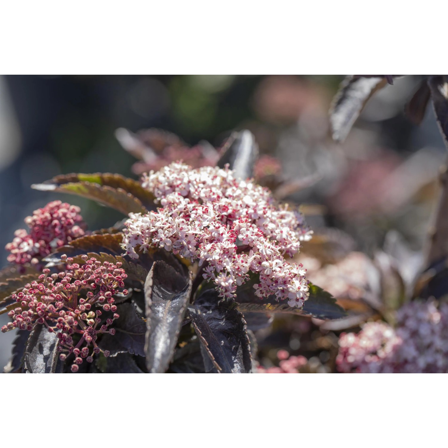 Nahaufnahme des rotlaubigen Säulenholunders 'Black Tower' mit rosa Blüten.
