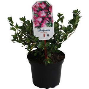 Japanische Azalee 'Izumi No Mai' im Topf, lachsrot-weiße Blüten, ca. 20-25 cm hoch.
