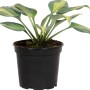 Funkie (Hosta) 'Grün' im schwarzen Topf, ca. 17 cm Durchmesser. Blätter grün mit gelben Akzenten.