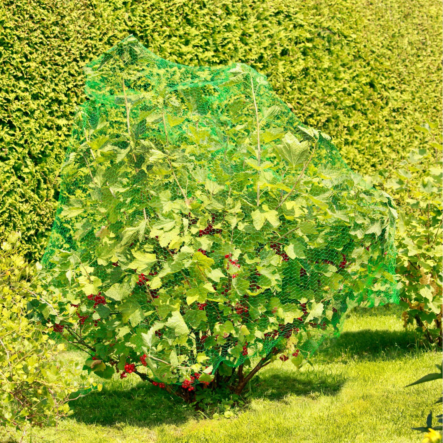 Beerenstrauch mit Windhager Vogelschutznetz Rational, grün, 2x5m.