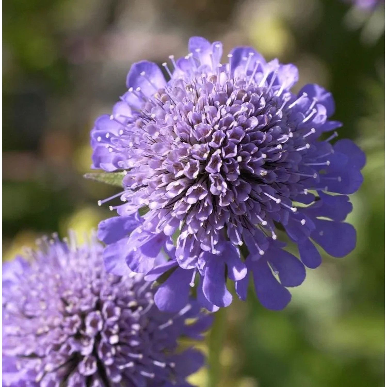 Kaukasus Skabiose Gudrun - Scabiosa caucasica
