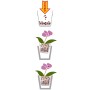 Anwendung von Seramis Orchideensubstrat: Orchidee umtopfen mit Spezial-Substrat in drei Schritten.