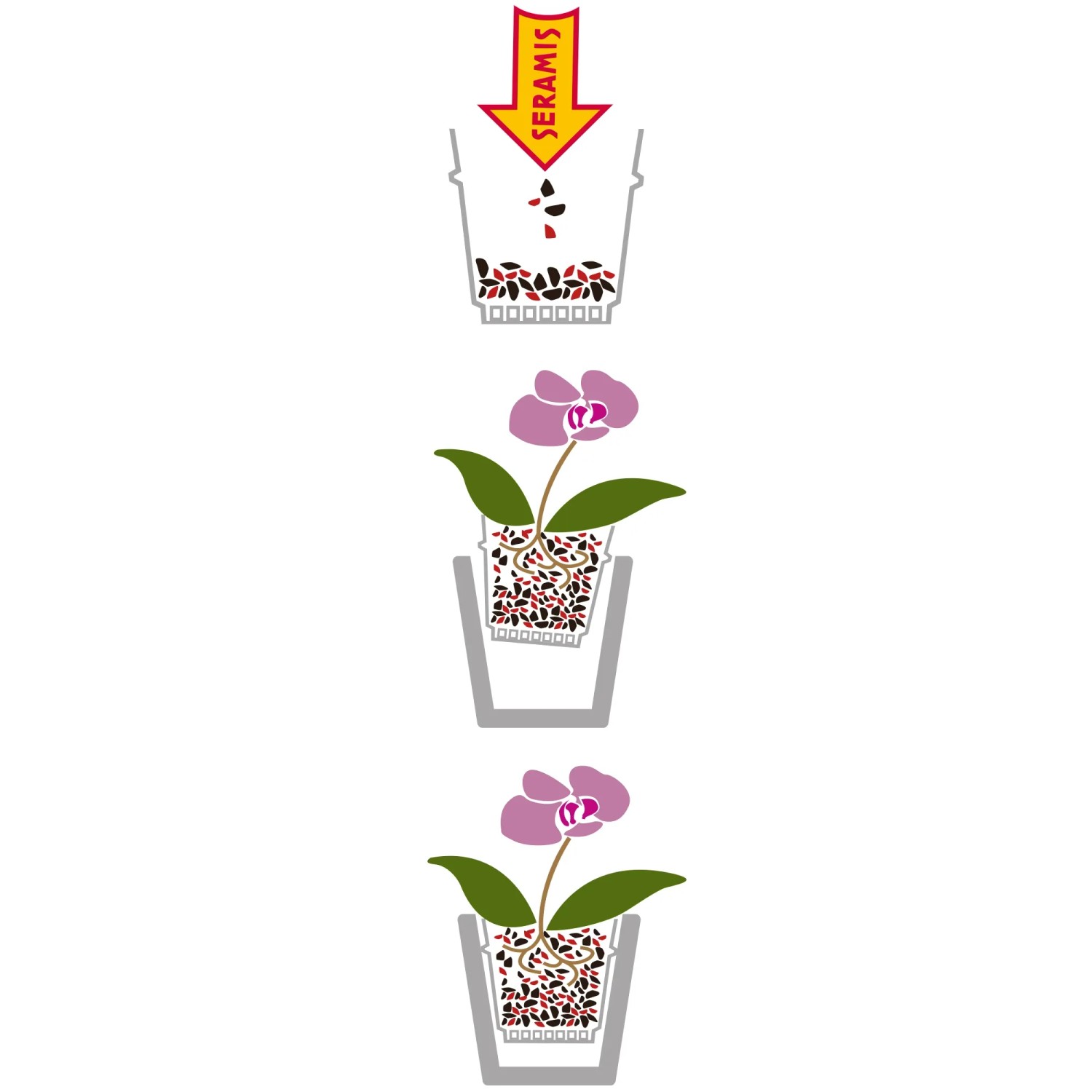 Anwendung von Seramis Orchideensubstrat: Orchidee umtopfen mit Spezial-Substrat in drei Schritten.