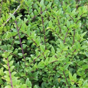 6 x Heckenmyrte 'Hohenheimer Findling' Lonicera nitida Topf 9cm Elliptisches Laub