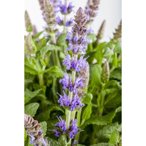 Blühender Steppen-Salbei 'Blau' im Topf, ca. 19 cm Ø. Ziersalbei mit blauen Blüten.