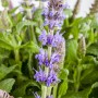 Blühender Steppen-Salbei 'Blau' im Topf, ca. 19 cm Ø. Ziersalbei mit blauen Blüten.