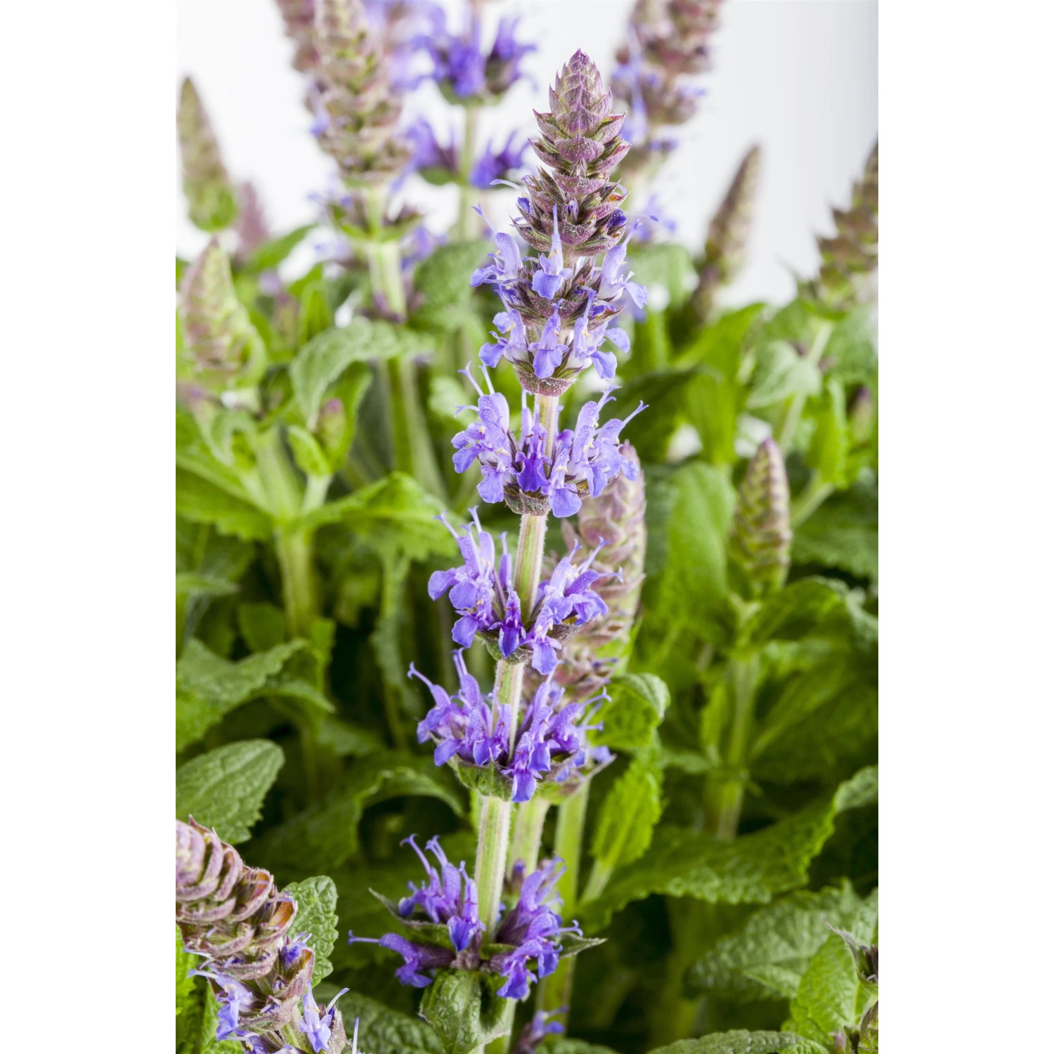 Blühender Steppen-Salbei 'Blau' im Topf, ca. 19 cm Ø. Ziersalbei mit blauen Blüten.