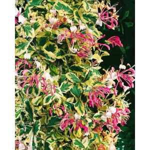 Blühendes Geißblatt (Lonicera Periclymenum) mit rosa-weißen Blüten und grün-gelben Blättern.