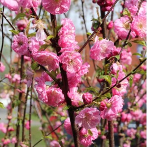 Blühendes Mandelbäumchen (Prunus triloba) Busch mit rosa Blüten.