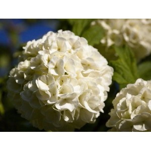 Nahaufnahme des gefüllten Schneeballs 'Roseum' als Topfpflanze mit weißen Blütenbällen.