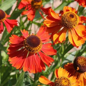 6 x Sonnenbraut 'Moerheim Beauty' Helenium Topf 9cm Rotbraune Blüten