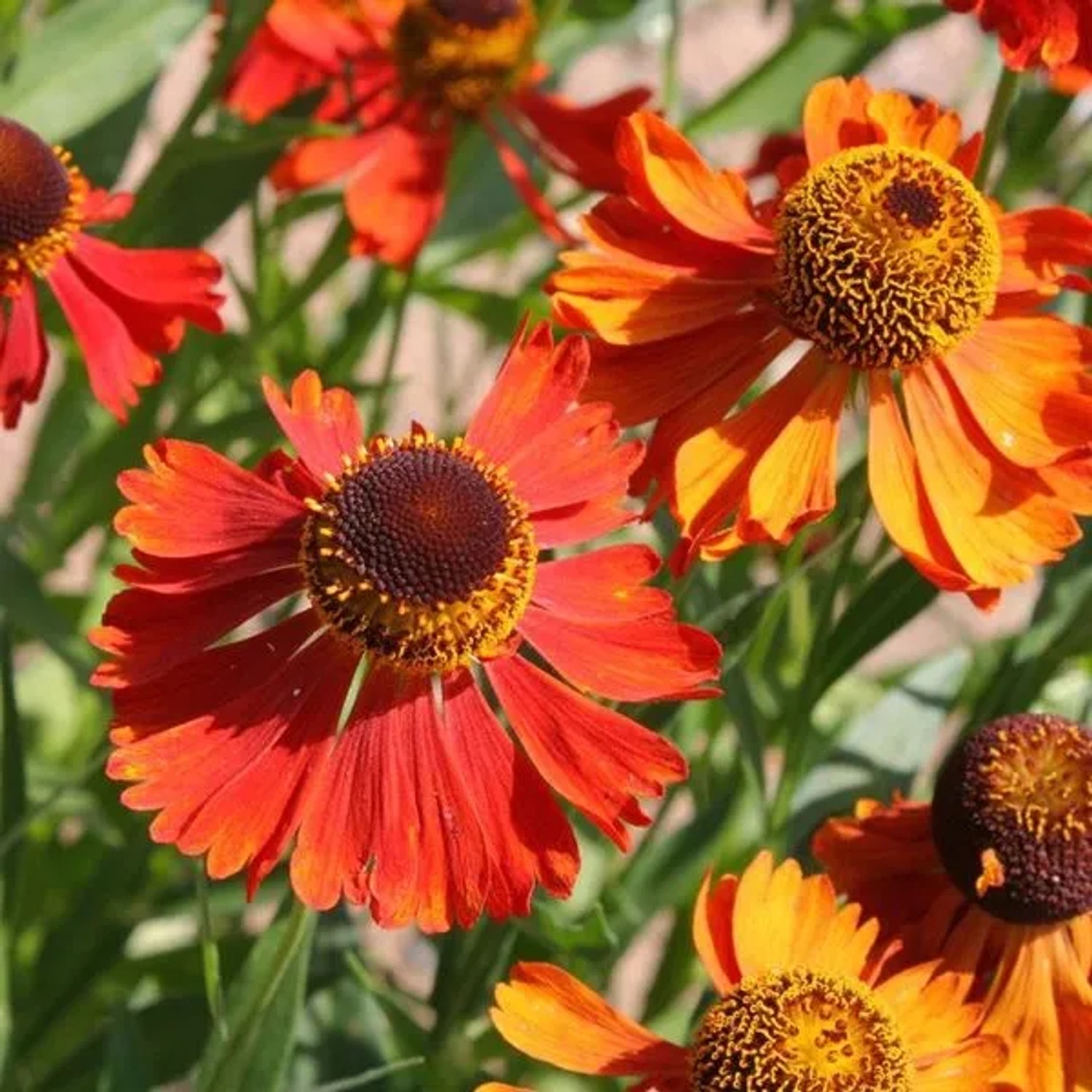 6 x Sonnenbraut 'Moerheim Beauty' Helenium Topf 9cm Rotbraune Blüten