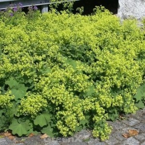 Frauenmantel 'Irish Silk' im Topf, eine blühende Staude mit grünen Blättern und gelben Blüten.