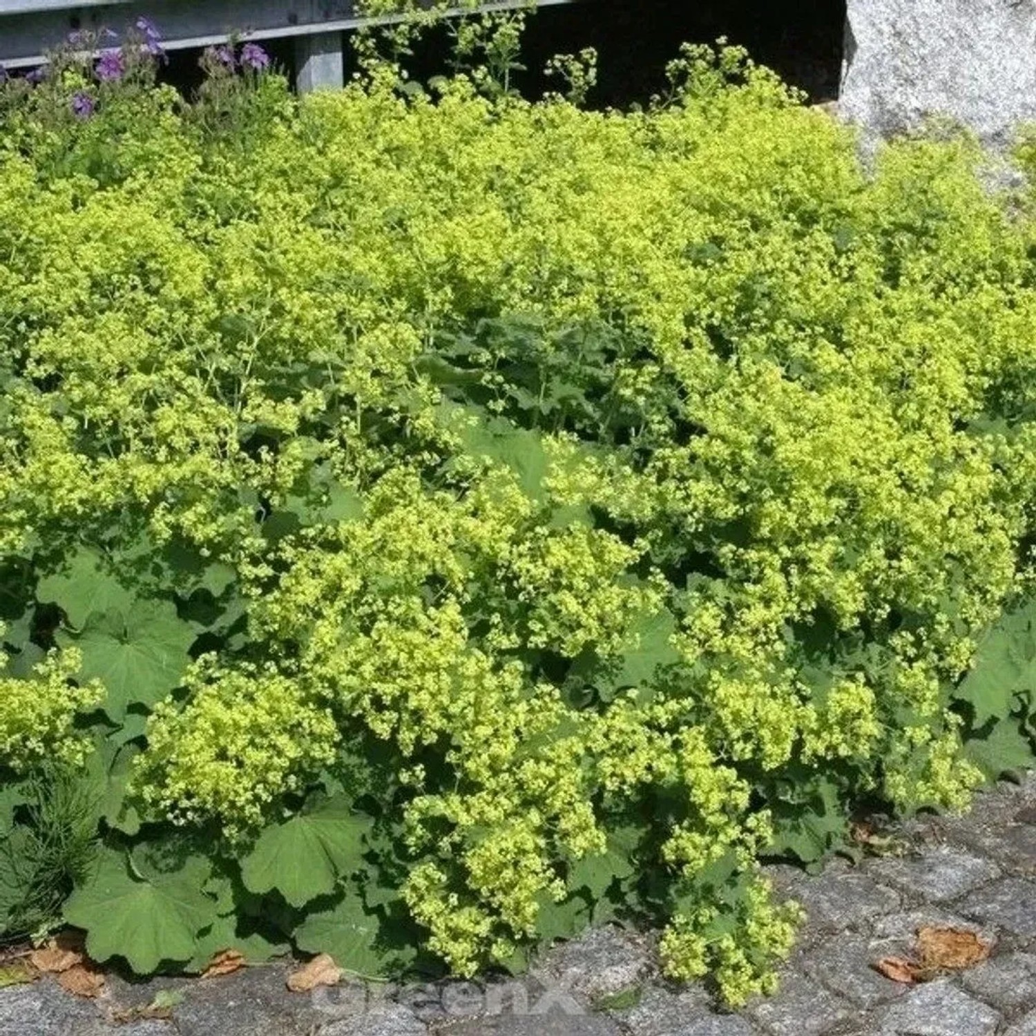 Frauenmantel Irish Silk - großer Topf - Alchemilla mollis