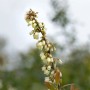Blühende Heidelbeere 'Putte' (Vaccinium corymbosum), Nahaufnahme der Blüten.