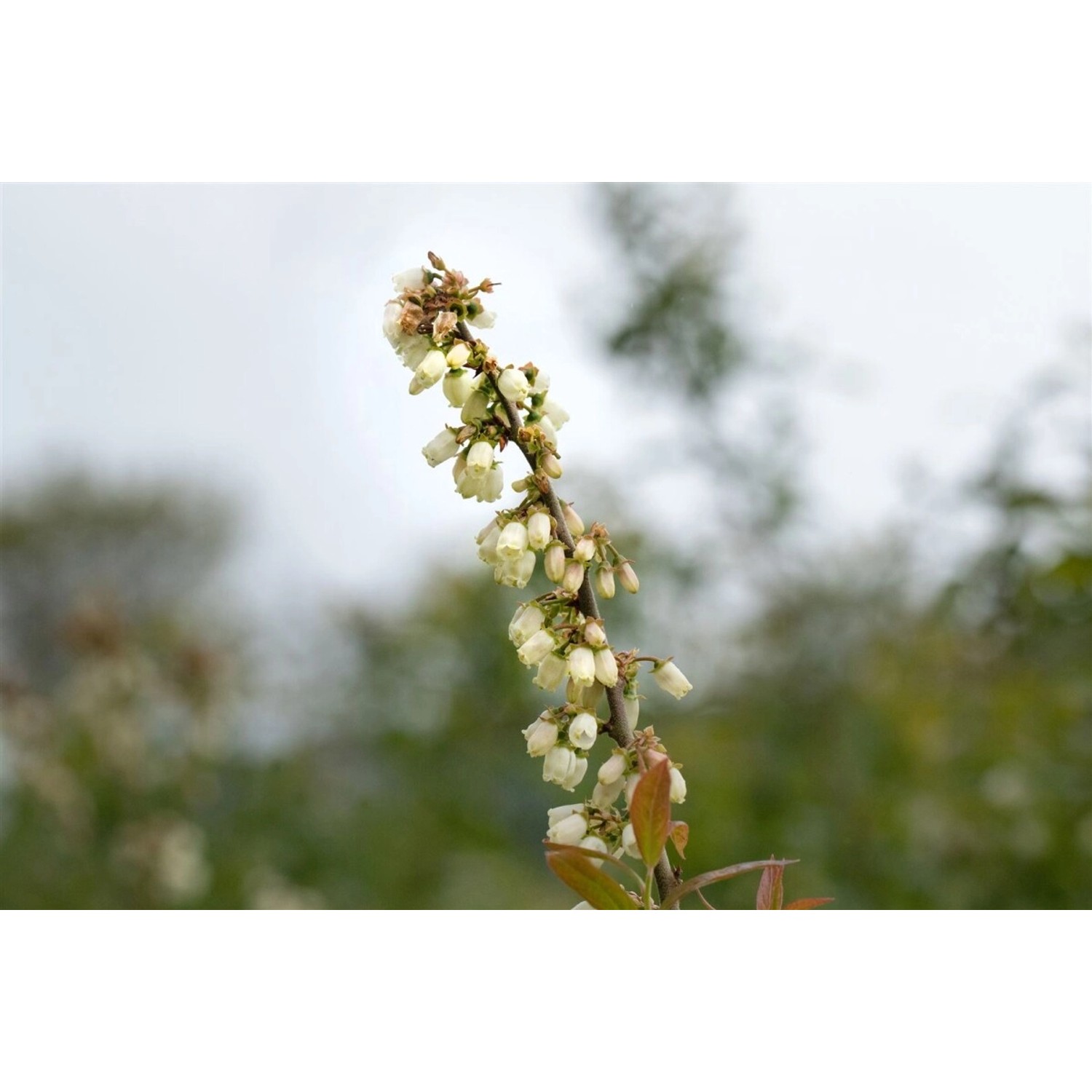 Blühende Heidelbeere 'Putte' (Vaccinium corymbosum), Nahaufnahme der Blüten.