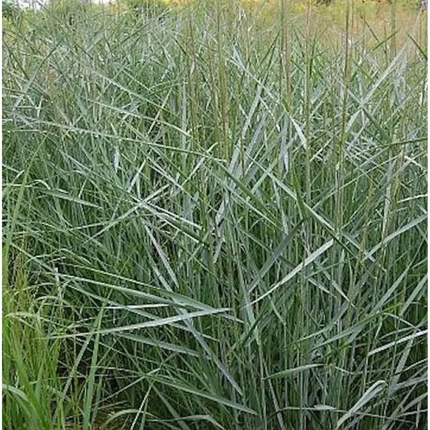 Rutenhirse Dallas Blues - Panicum virgatum
