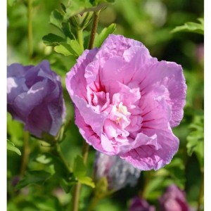 Nahaufnahme einer lila Blüte des Garteneibisch Flower Tower (Hibiscus syriacus).