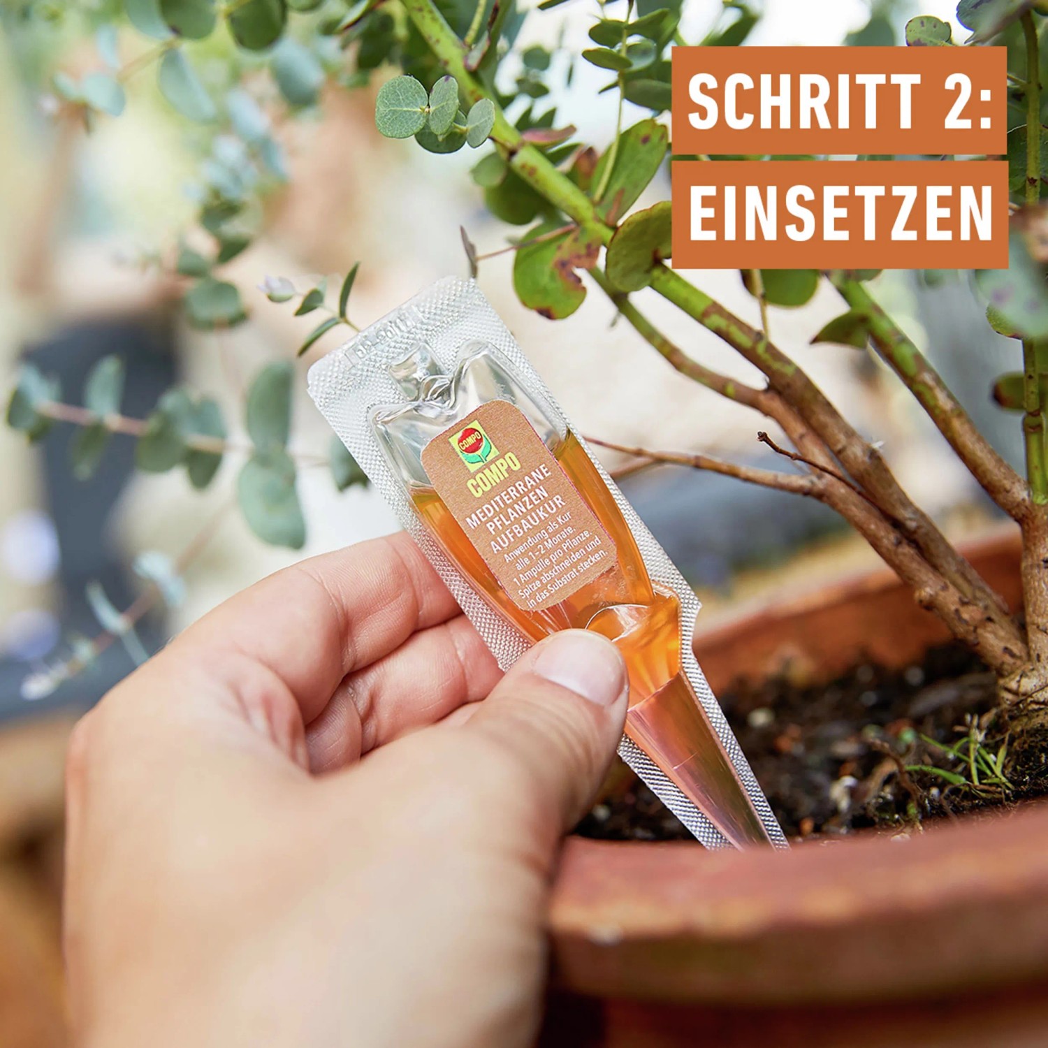 Hand hält Compo Mediterrane Pflanzen Aufbaukur vor Topfpflanze. Schritt 2: Einsetzen.