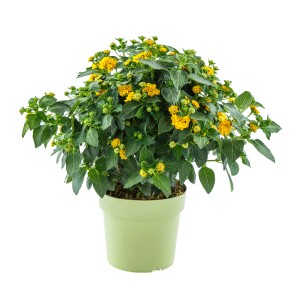 Gelbes Wandelröschen (Lantana camara) im Topf, eine farbenfrohe Kübelpflanze für sonnige Standorte.