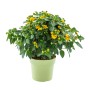 Gelbes Wandelröschen (Lantana camara) im Topf, eine farbenfrohe Kübelpflanze für sonnige Standorte.