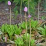 Sumpf Scheinnelke - Helonias bullata