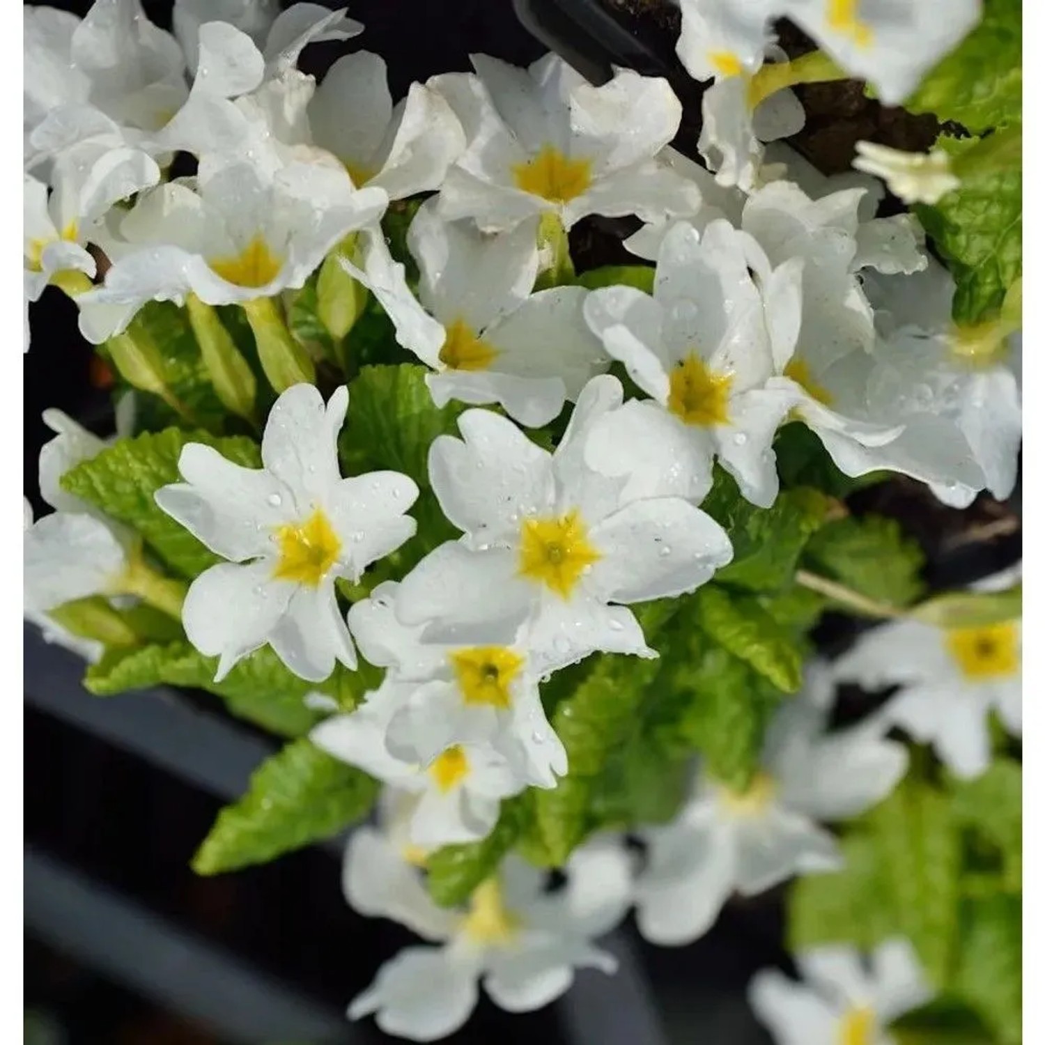Teppich Primel Schneewittchen - Primula pruhoniciana