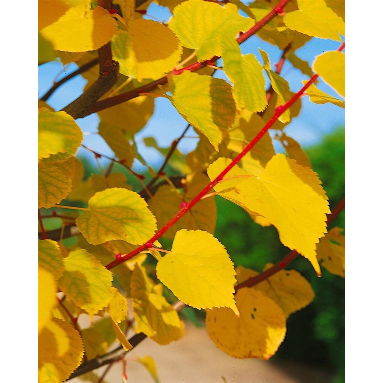 Tilia Cordata Winter Orange Winterlinde Orange Rinde 180 cm Stammhöhe günstig online kaufen