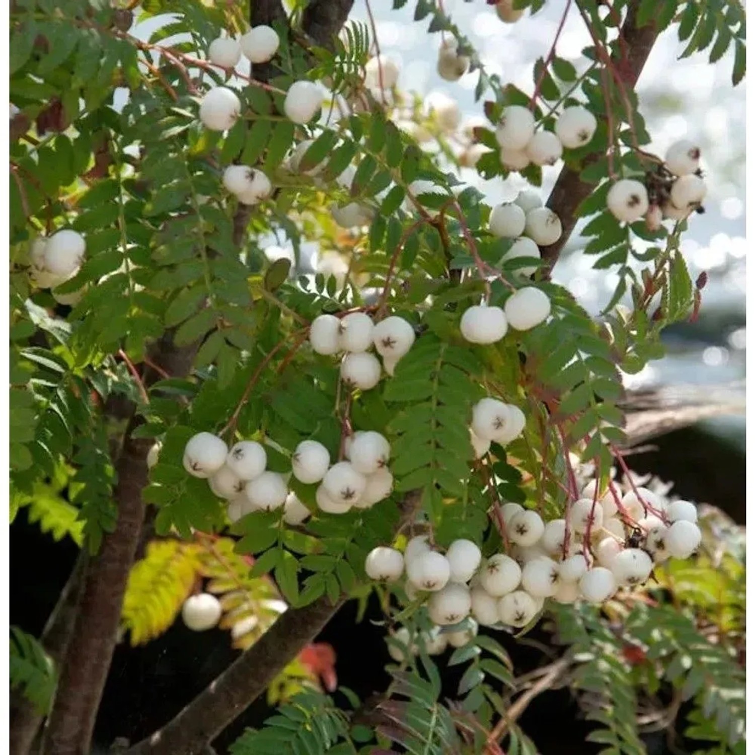 Weiße Zwerg Eberesche 60-80cm - Sorbus koehneana