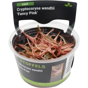 Stoffels Aquariumpflanze Cryptocoryne wendtii Fancy Pink im Topf, Blätter rosa-grün.