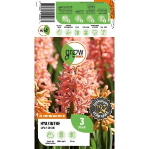 GROW by OBI Hyazinthe Gipsy Queen Orange 3 Stück Hyacinthus orientalis