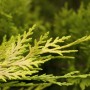 Nahaufnahme: Goldgelbe Nadeln der Cupressocyparis leylandii 'Gold Rider' Heckenpflanze.